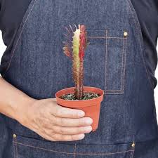 Image result for Euphorbia neoglaucescens