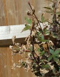 Acer tree brown tips on leaves. Japanese Maple Crisping Leaves Bbc Gardeners World Magazine