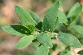 Image result for Polygonum aviculare