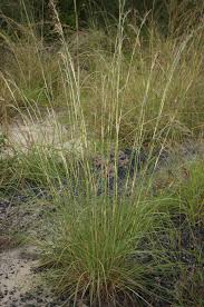 Image result for Hyparrhenia tamba