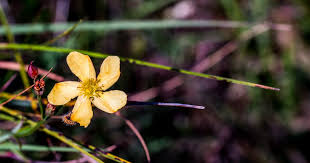 Image result for Hypericum lalandii