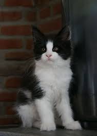 Black And White Cat Pictures To Color Pin On Cats And Kittens