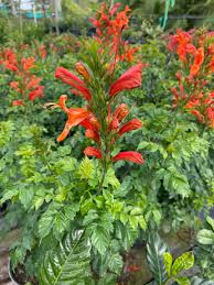 Image result for Tecomaria