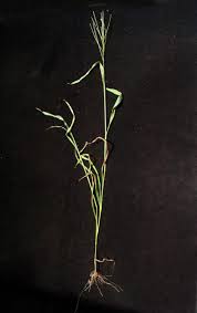 Image result for Digitaria velutina