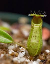 Image result for Nesaea heptamera