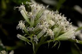 Image result for Mikania sagittifera