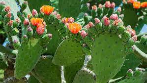 Aunque como ya lo hemos visto anteriormente, los cactus y otro tipo de plantas suculentas son bastante resistentes a las enfermedades y a los trastornos, en algunos momentos pueden llegar a enfermarse y a adquirir plagas que pueden afectar su desarrollo y floración (si es el caso). Es Hora De Poner Cactus En El Menu