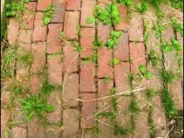 Use these homemade weed killers to rid your garden of those pesky plants and learn how to kill 13 homemade weed killers for a perfectly manicured garden. Homemade Weed Killer For Pathways Driveways Kid Pet Safe Youtube