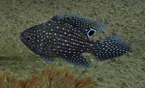 Betta fish, also known as siamese fighting fish, defend their territory fiercely. Marine Betta Endless Ocean Wiki Fandom