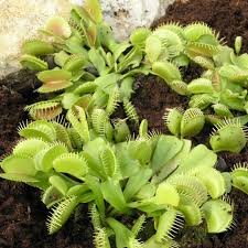 Die venusfliegenfalle ist eine der bekanntesten fleischfressenden pflanzen. Naturagart Shop Venusfliegenfalle Online Kaufen