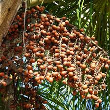 Image result for Chironia flexuosa