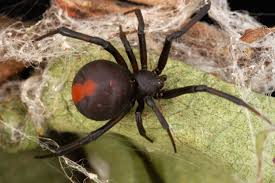 When black widow took the november 6 date that originally belonged to eternals, eternals took the february 12. 10 Most Venomous Spiders In Australia Travel Earth