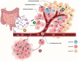 Image result for Intracellular Bacteria