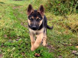 Our dogs are selectively bred for health and superior quality. German Shepherd Puppy Training How To Train A German Shepherd