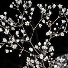 Gypsophila Paniculata Tall Baby S Breath Go Botany
