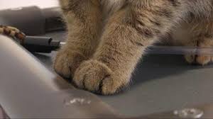 Show me your claws,assemblywoman linda rosenthal said earlier this summer. Why New Jersey Should Outlaw Declawing Cats Robinson