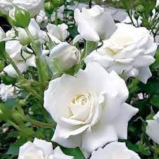 Ada beberapa jenis bunga yang akan dibahas, yaitu, mawar, melati, tulip, anggrek, alamanda, anyelir, matahari, asoka, aster, camelia, edelweis, kembang sepatu. Gambar Bunga Mawar Putih Tercantik