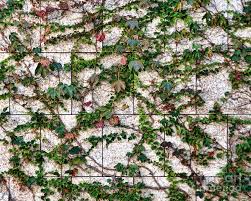 Thank you guys so much for tuning in. Vines On Marble Wall Photograph By Norma Warden