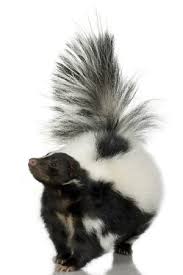 Super hot busty brunette fucked. How To Get Rid Of A Skunk Bob Vila