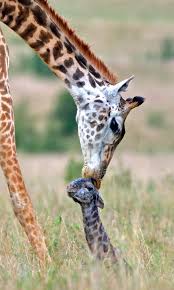 Mum S First Kiss Giraffe Instantly Greets Calf With Kiss On The Head After Giving Birth Storytrender