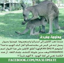 Pin By Amer Al Emran On الدنيا بالعربي Funny Arabic Quotes Arabic Funny Funny Words