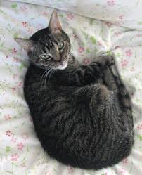 If so, please feel free to share our facebook page with anyone who needs some help during this being at home made all the difference in this being a more peaceful situation. Pet Hospice And In Home Euthanasia C A R E