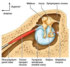 Like swallowing, chewing also engages the eustachian tube and can help reduce any unpleasantness associated with ear popping. What S The Crackling Sound In My Ear When I Yawn Quora