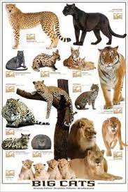 14 Best Big Cat Species Ideas Cat Species Wild Cats Animals Wild