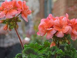 Begonias I Think They Re Kind Of Garish Flower Pictures Begonia Flowers