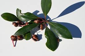 Image result for Pentaphylacaceae