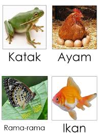 Beginilah cara siput bertelur yang mungkin belum pernah kalian lihat sebelumnya! Haiwan Bertelur Dan Beranak Ular Apa Yang Berkembang Biak Dengan Cara Ovivar Vivivar Perbedaan Hewan Bertelur Dan Beranak Serta Contohnya Tellutellu