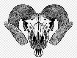 Guru hanya memberikan sketsa gambar untuk diwarnai, kemudian menjelaskan hewan yang diwarnai tersebut itu namanya apa dan tinggalnya di mana. Ilustrasi Tengkorak Ram Hitam Gambar Kambing Andy Roll Sketsa Capricorn Hewan Tekstil Monokrom Png Pngwing
