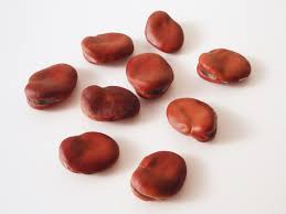 Image result for Vicia faba