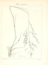 Image result for Eragrostis castellaneana