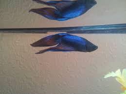 My New Veiltail Solo Love Him Betta Fish Fish Art Fish Pet