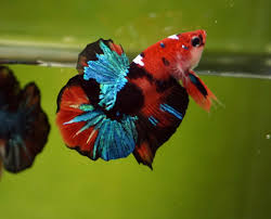 99 408 просмотров 99 тыс. Arunyar Betta On Twitter Hm Pk Fancy Galaxy Rosetail Koi Hmpk Betta Halfmoon Halfmoonbetta Bettafish Bettaholic Bettaclub Bettathailand Amazing Beautiful Fish Https T Co Fd0qfii7ov