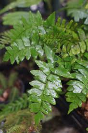 Image result for Lindsaea