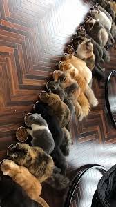 King Collin S Cat Palace Public Group Facebook Group Of Cats Funny Cats Cute Cats
