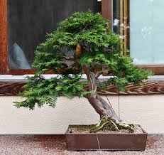 Select on a bonsai on the basis of the amount of experience you might have in growing bonsais. Montreal Bonsai Bus Trip Valavanis Bonsai Blog