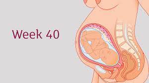40 Weeks Pregnant All You Need To Know Tommy S