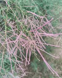 Image result for tamarix ramosissima pink cascade