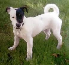 Jack Russell Terrier Black And Brown And White Lost Mainly White With Black Brown Patch On Her Left Eye And Ear Jack Russell Cross Female In South West Bs36 Jack Russell White Pitbull Rescue Puppies