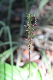 Image result for Liparis nervosa