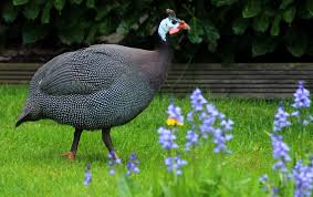 Maybe you would like to learn more about one of these? 5 Natural Tick Repellents That Actually Work