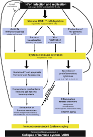 Image result for HIV Pathophysiology