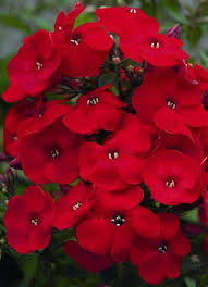 Pbphgred Garden Phloxseedsspectacular Crimson Etsy Garden Phlox Flower Seeds Red Flowers