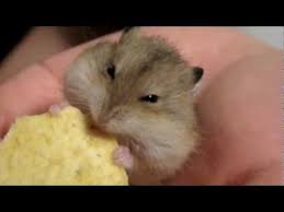 There is another species known as the winter white hybrid hamster which came from breeding the campbell's and the winter white. Ultra Cute Russian Dwarf Hamster Youtube