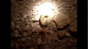 It should've stayed in the water!. Leroy The Camel Spider Vs Centipede Fob Tombstone Afghanistan Youtube
