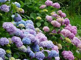 Maybe you would like to learn more about one of these? Zone 5 6 Flowering Shrubs