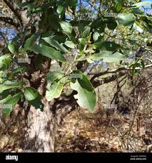 Image result for Diospyros mespiliformis